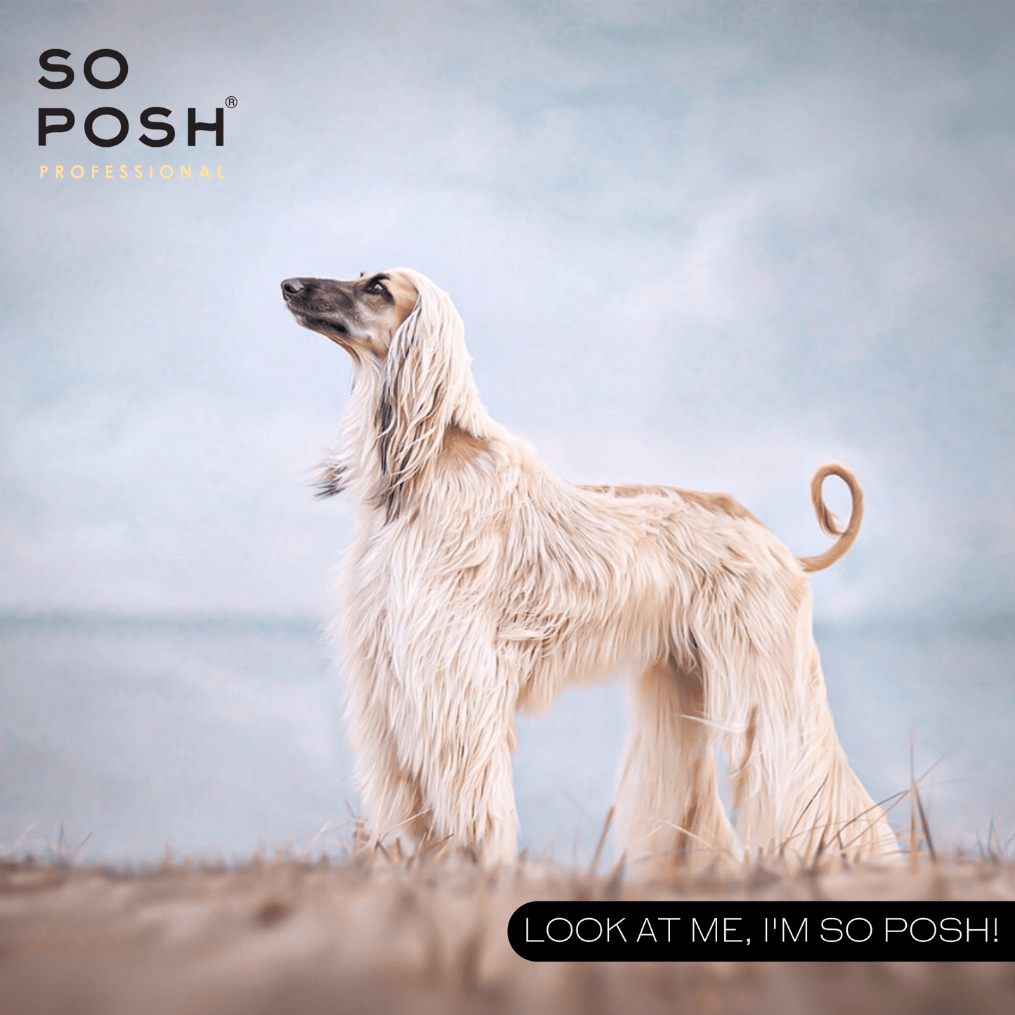So Posh Oh Dog, It's a Miracle Intensive Repair Mask Reparierende Pflege für Hunde