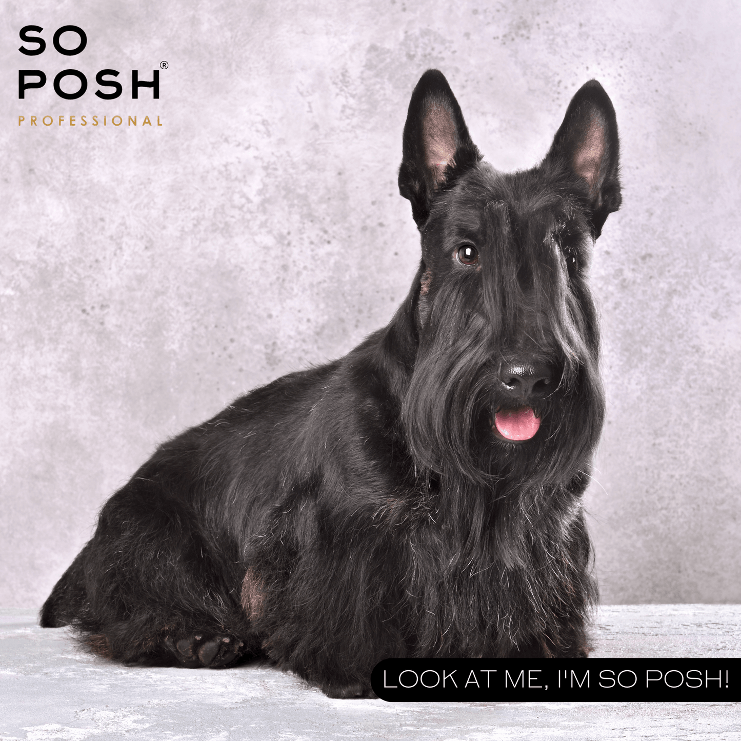 So Posh Oh, Touch Me Texturizing Spray für Hunde Textur & Halt für jedes Fell