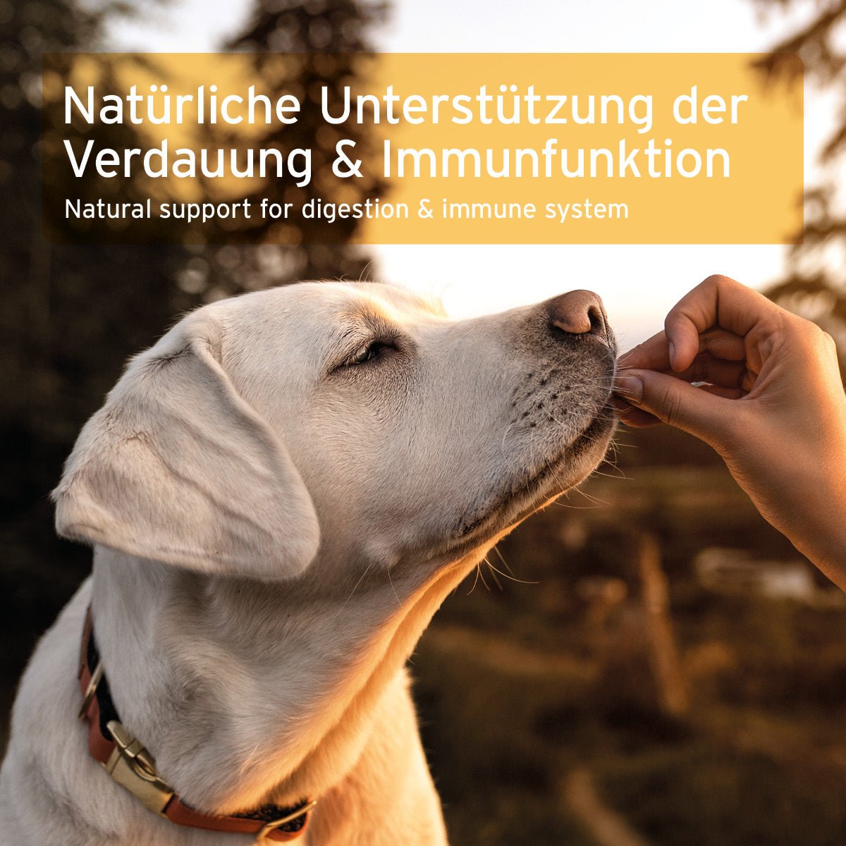 AniForte Prebiotic TopinPur VET Natürliche Darmflora & Schleimhautschutz Hund & Katze