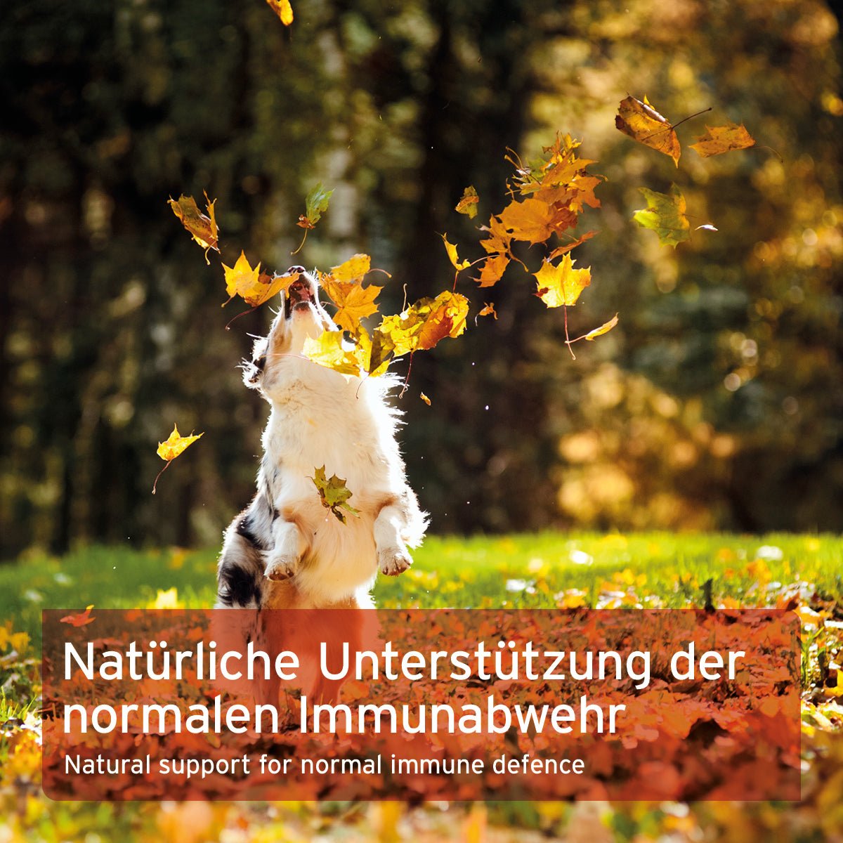 AniForte Premium Colostrum Stärkung der Abwehrkräfte und des Immunsystems 100g