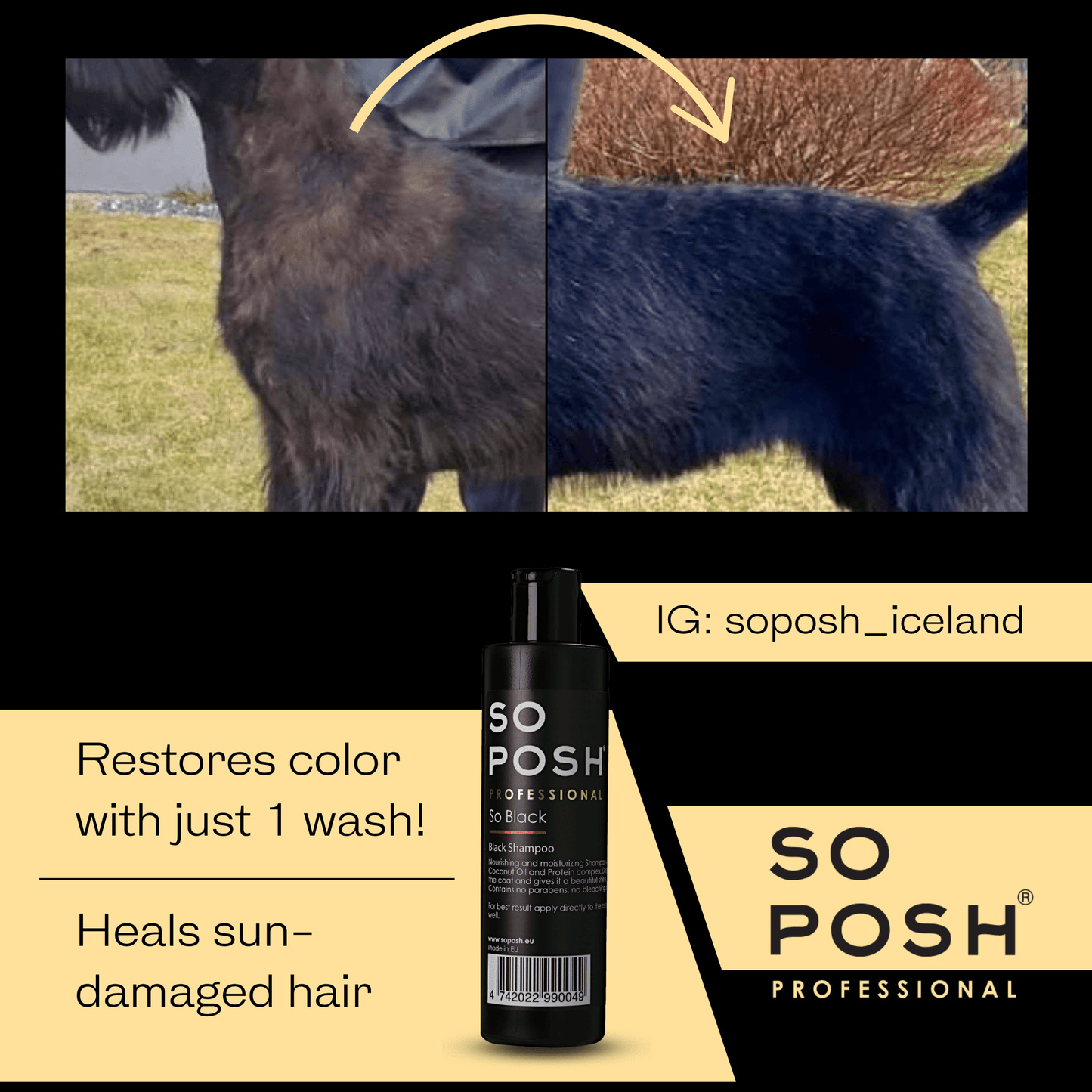 So Posh So Black Shampoo - Intensivpflege für schwarzes Fell mit Kokosöl & Protein