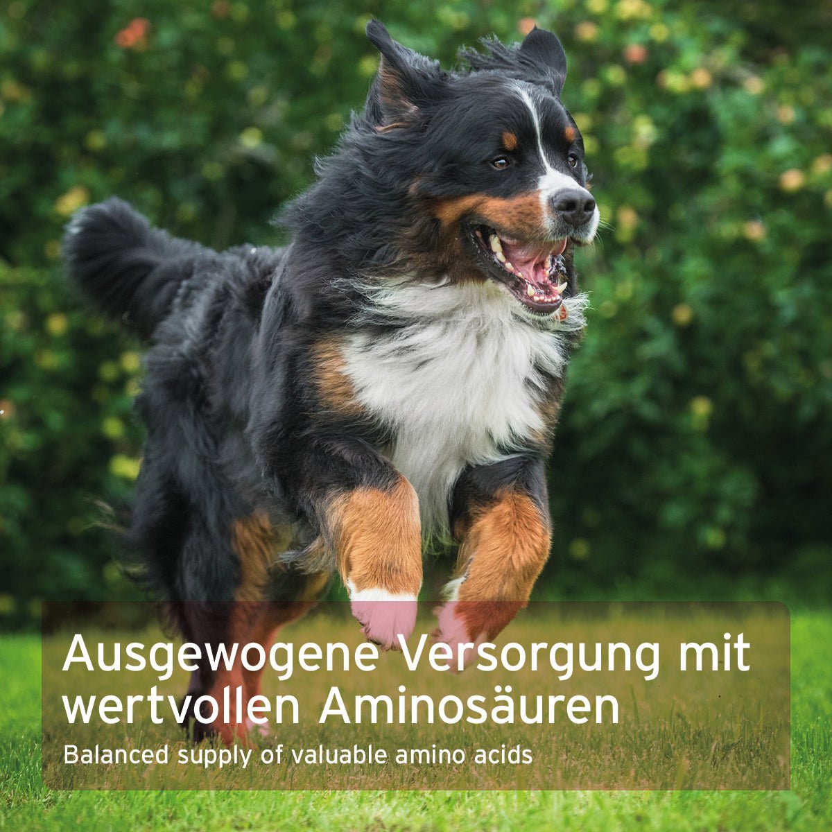 Aniforte Taurin Pulver für Hunde – Herz-Kreislauf-Stärkung & Ausgleich 100g