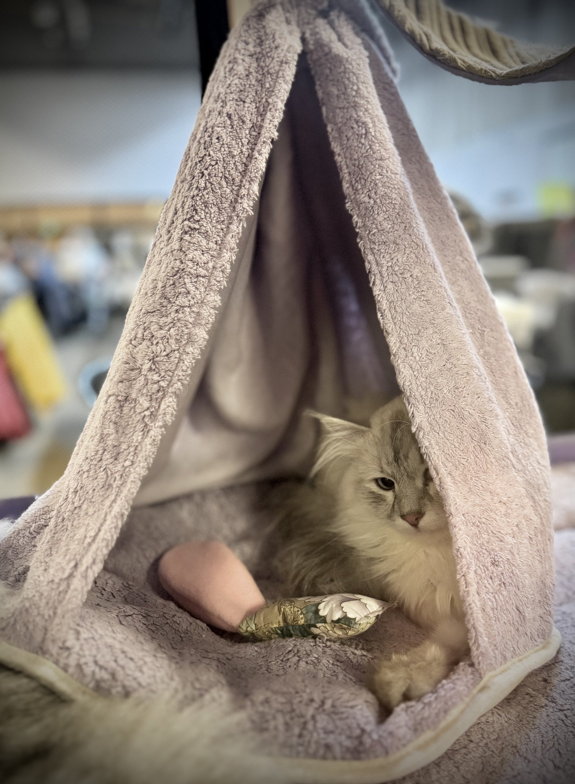 Welkas Katzenzelt Ausstellungszelt Baumwolle, Versteckmöglichkeit für den Käfig