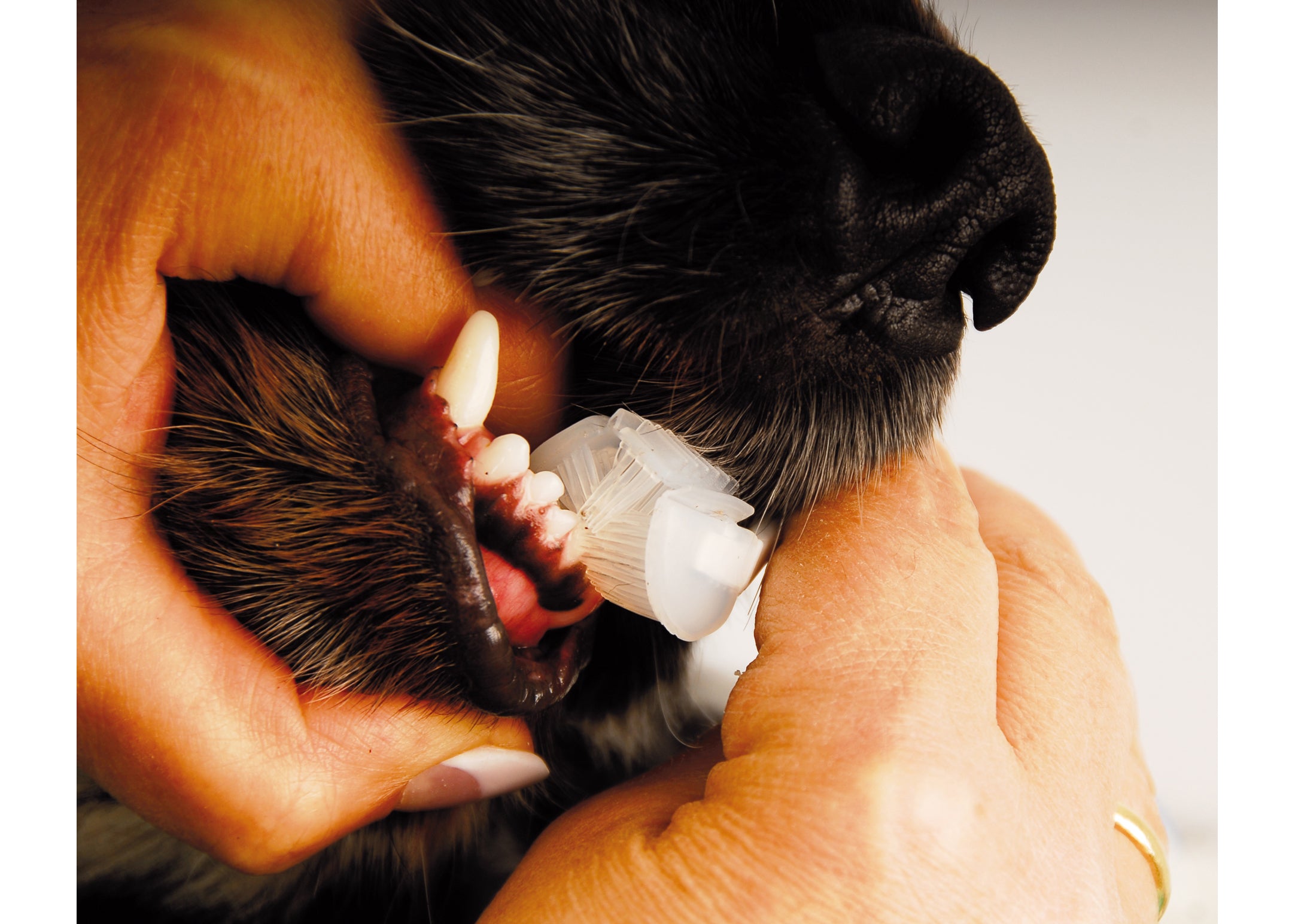 Show Tech Trio-Pet Toothbrush, Tierzahnbürste Trio-Pet, Hundezahnbürste Katzenzahnbürste
