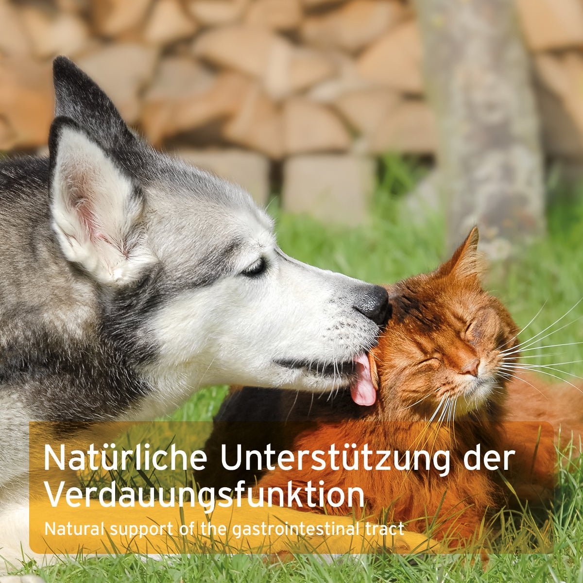 AniForte Ulmenrinde Pulver zur Unterstützung von Magen & Darm Hund & Katze