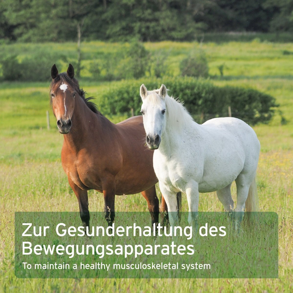 AniForte Weidenrinde Gelenke, Beweglichkeit & Immunsystem Pferd