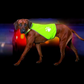 Karlie Day & Night Warnweste Hundewarnweste Reflektionsweste Sicherheitsweste Safety Dog