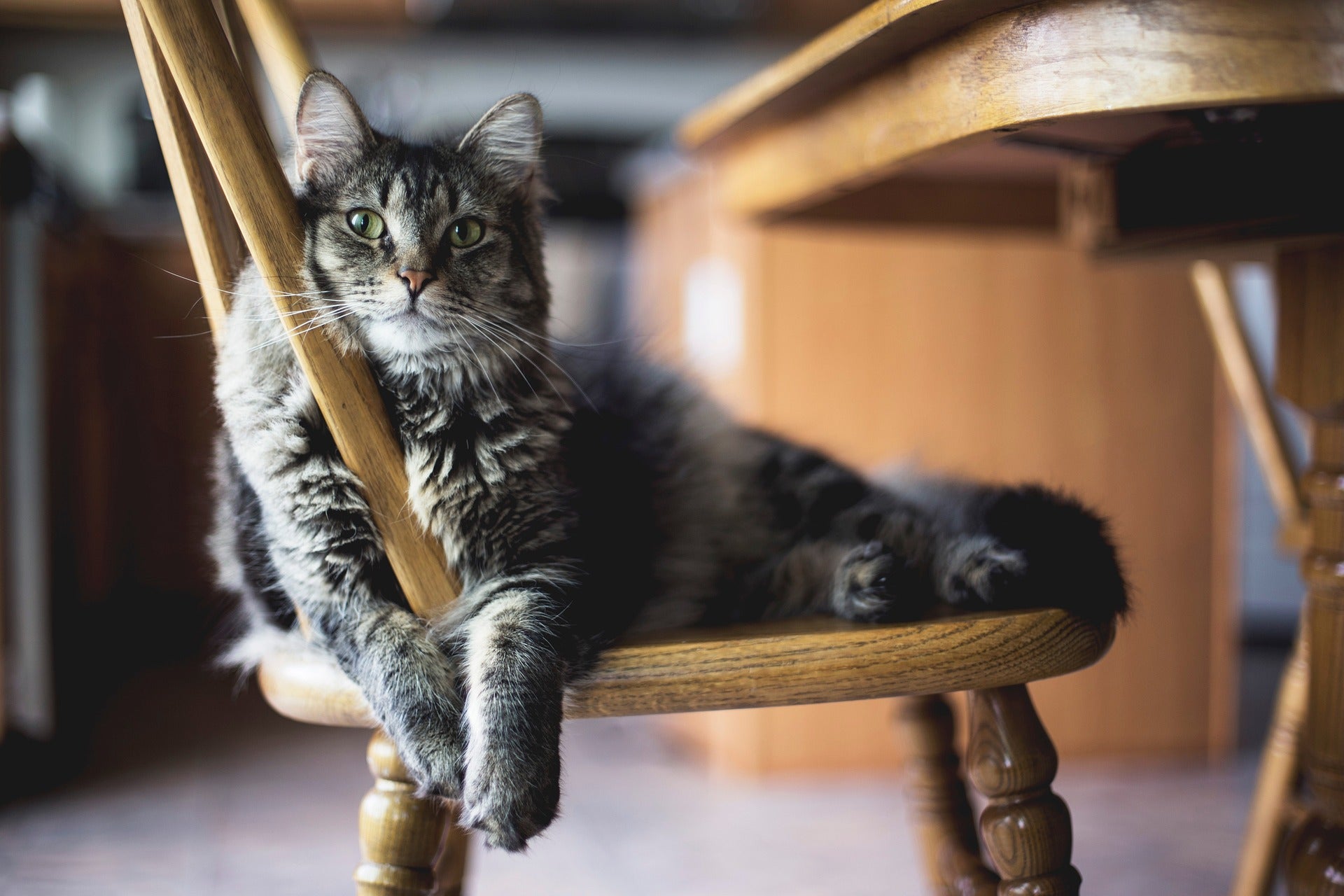 Katzen