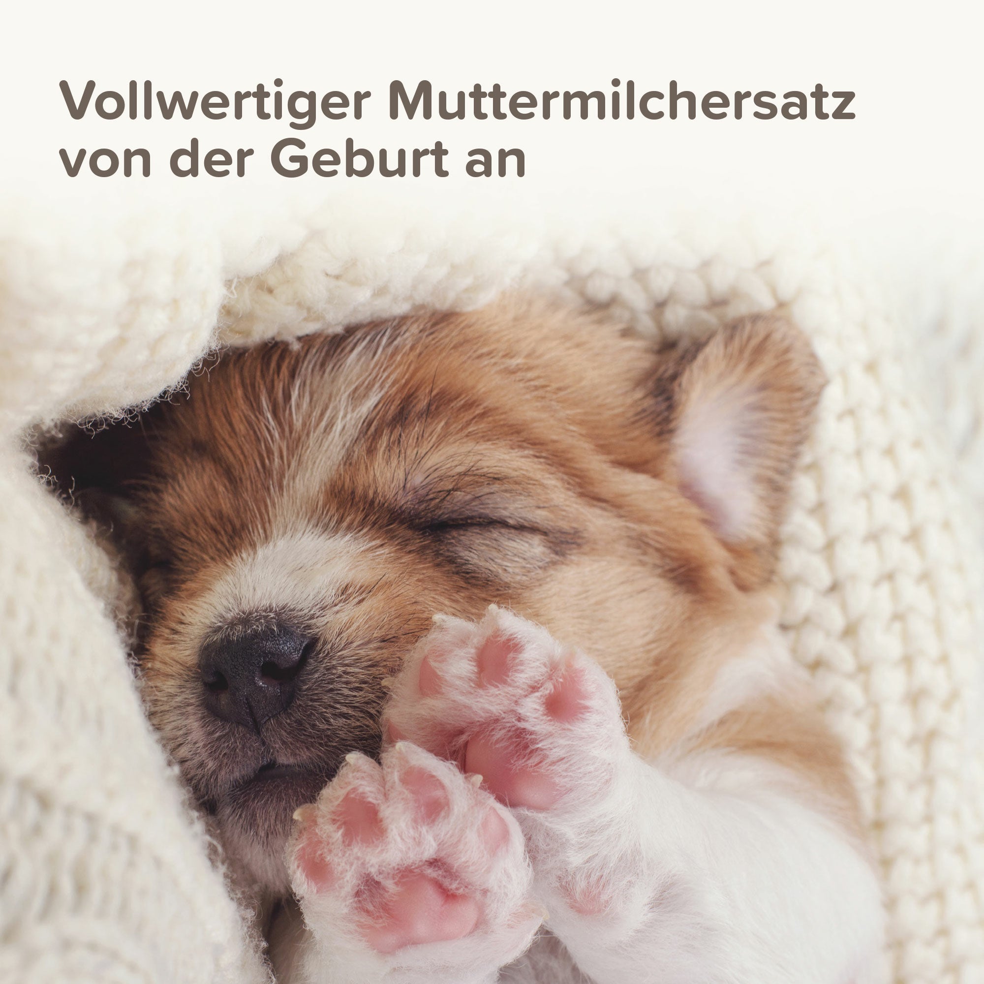 Beaphar Lactol Puppy-Milk, Welpenmilch,  Aufbaunahrung für geschwächte Hunde und Muttertiere