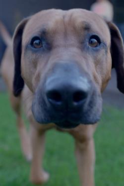 Canina MOVE-SHOT