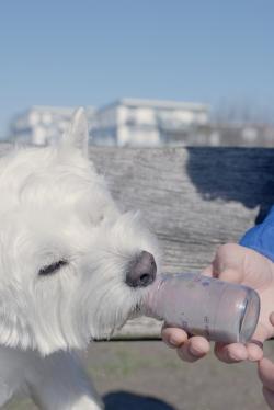 Canina POWER-SHOT