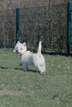 Canina POWER-SHOT
