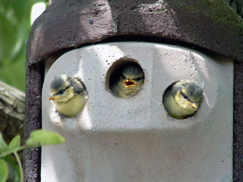 Schwegler Nisthöhle 2GR Dreiloch