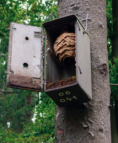 Geöffneter Hornissenkasten mit großem Hornissennest an einem Baumstamm im Wald