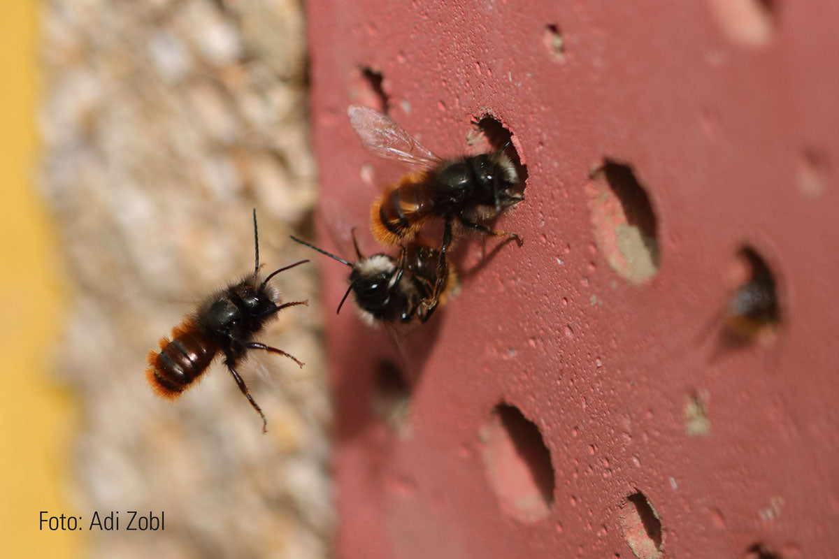 Wildbienen schlüpfen in die Bohrungen der Schwegler Insektennistwand