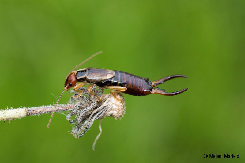 Ohrwurm auf einer Blumenknospe – natürlicher Nützling im Garten
