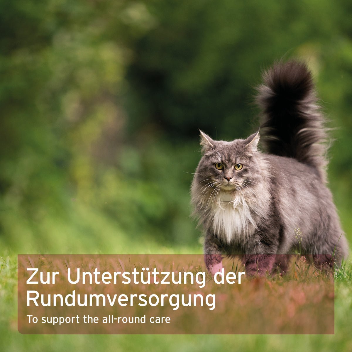 AniForte 4in1 Complete Cat – Rundumversorgung für Katzen