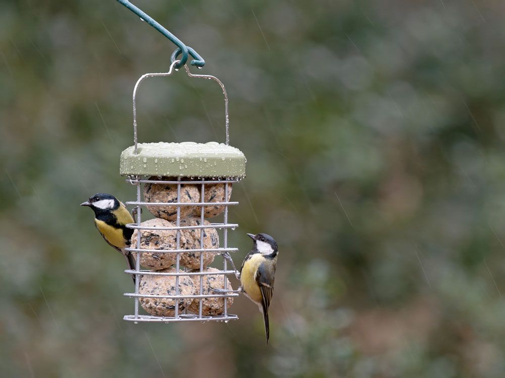 Schwegler Meisenknödel lose zur Ganzjahresfütterung