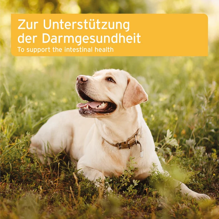 AniForte® plus Probiotikum Tabs, Probiotika und Präbiotika für den Hund, Verbesserung der Kotqualität, 90 Tabs