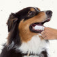 Beaphar Zahnpflege Fingerling, reinigt die Zähne von Hunden und Katzen, Inhalt 2 Stück