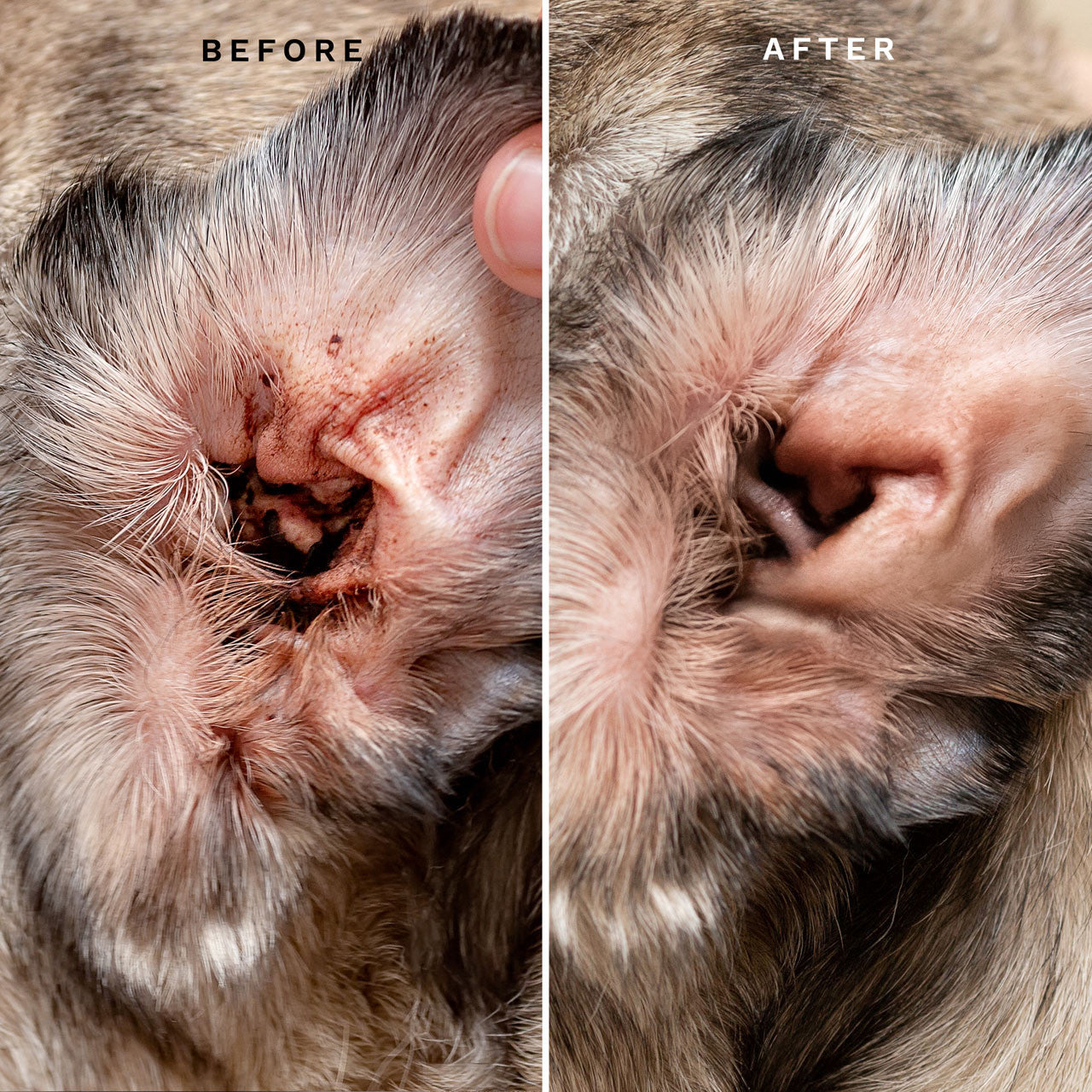 Eye Envy Fresh Ear Cleaning Wipes für Hunde & Katzen