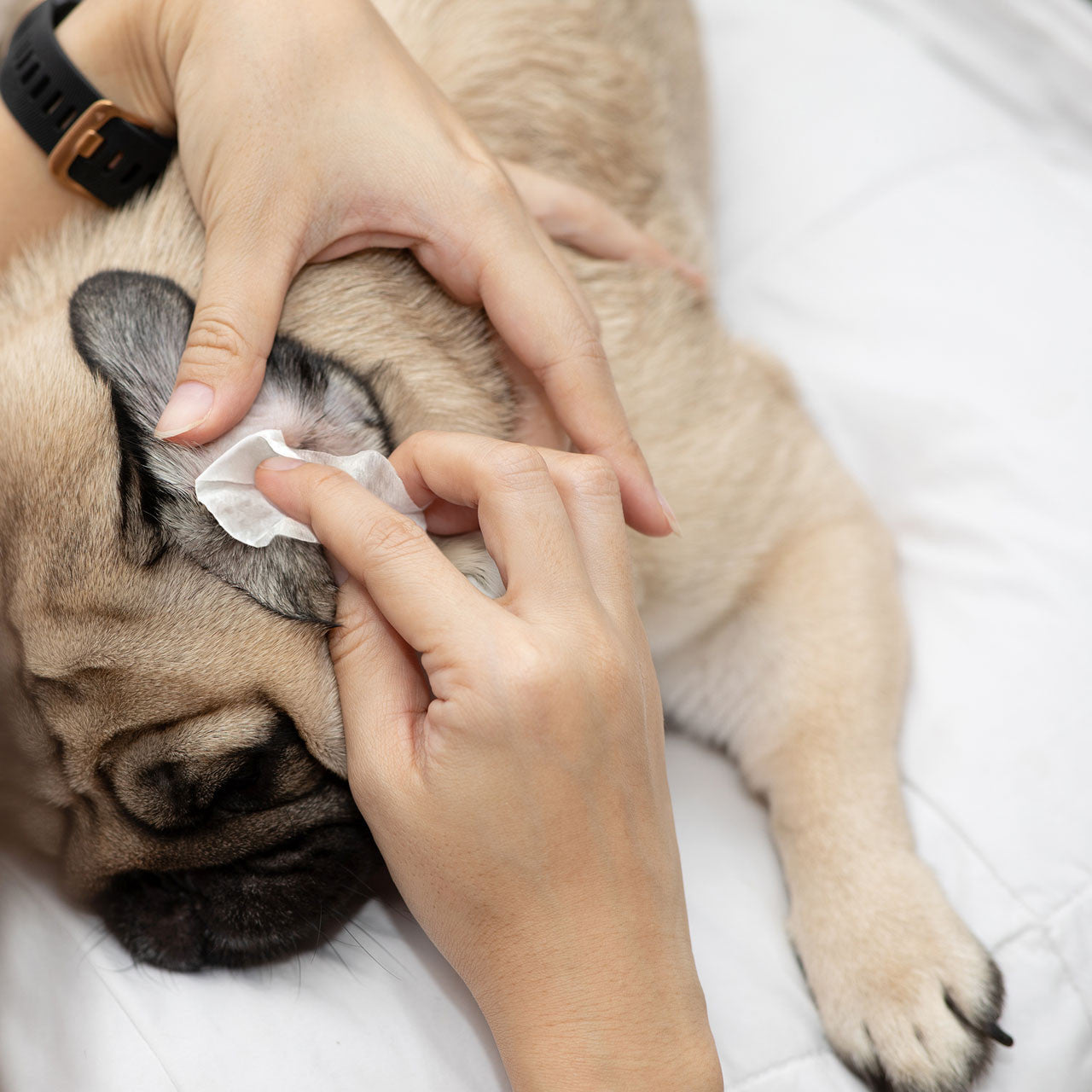 Eye Envy Fresh Ear Cleaning Wipes für Hunde & Katzen