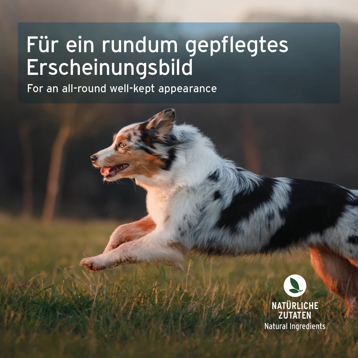 AniForte Fell & Haut Snack für Hunde mit Lamm & Omega 3