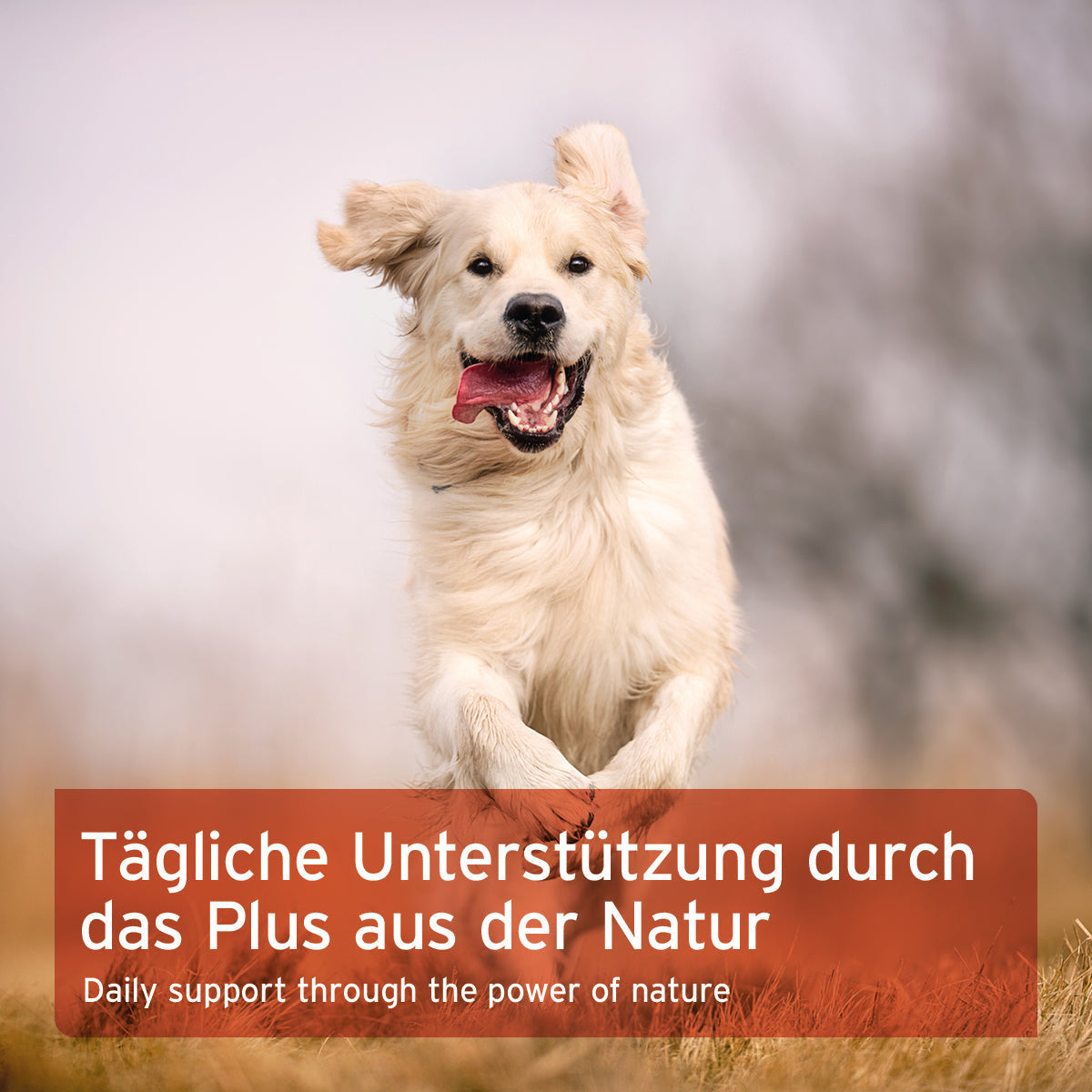 Aniforte Hagebuttenpulver Gelenk- und Immunsystemschutz Hund & Katze
