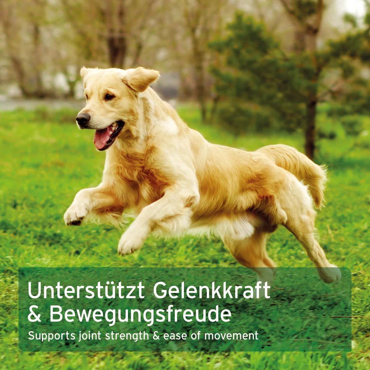 AniForte MSM Pulver zur Unterstützung der Gelenkkraft für Hunde & Katzen, 300g