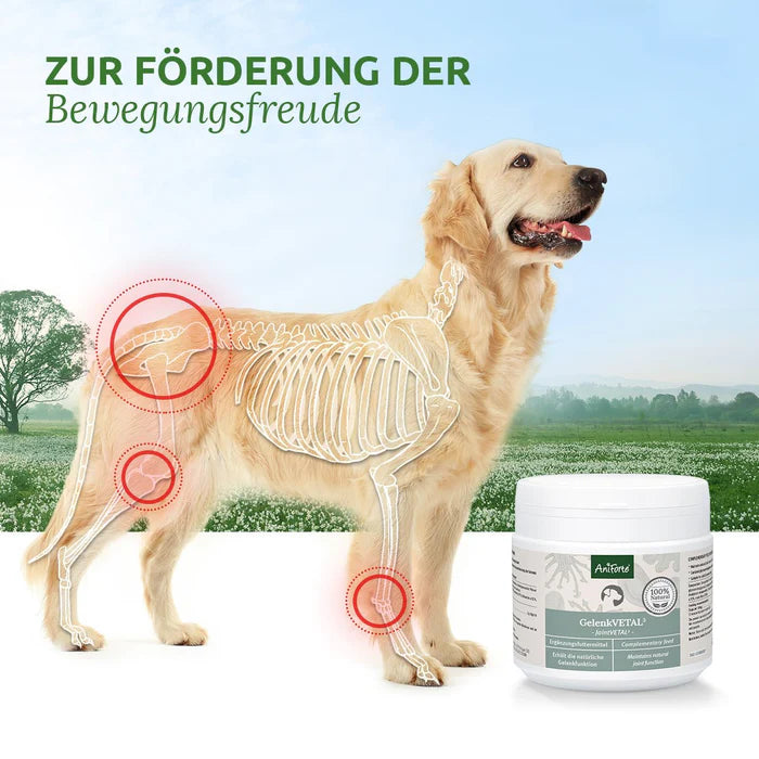 AniForte  GelenkVETAL 3 Mischung aus Teufelskralle, Grünlippmuschel und Kollagen für gesunde Gelenke, 250g