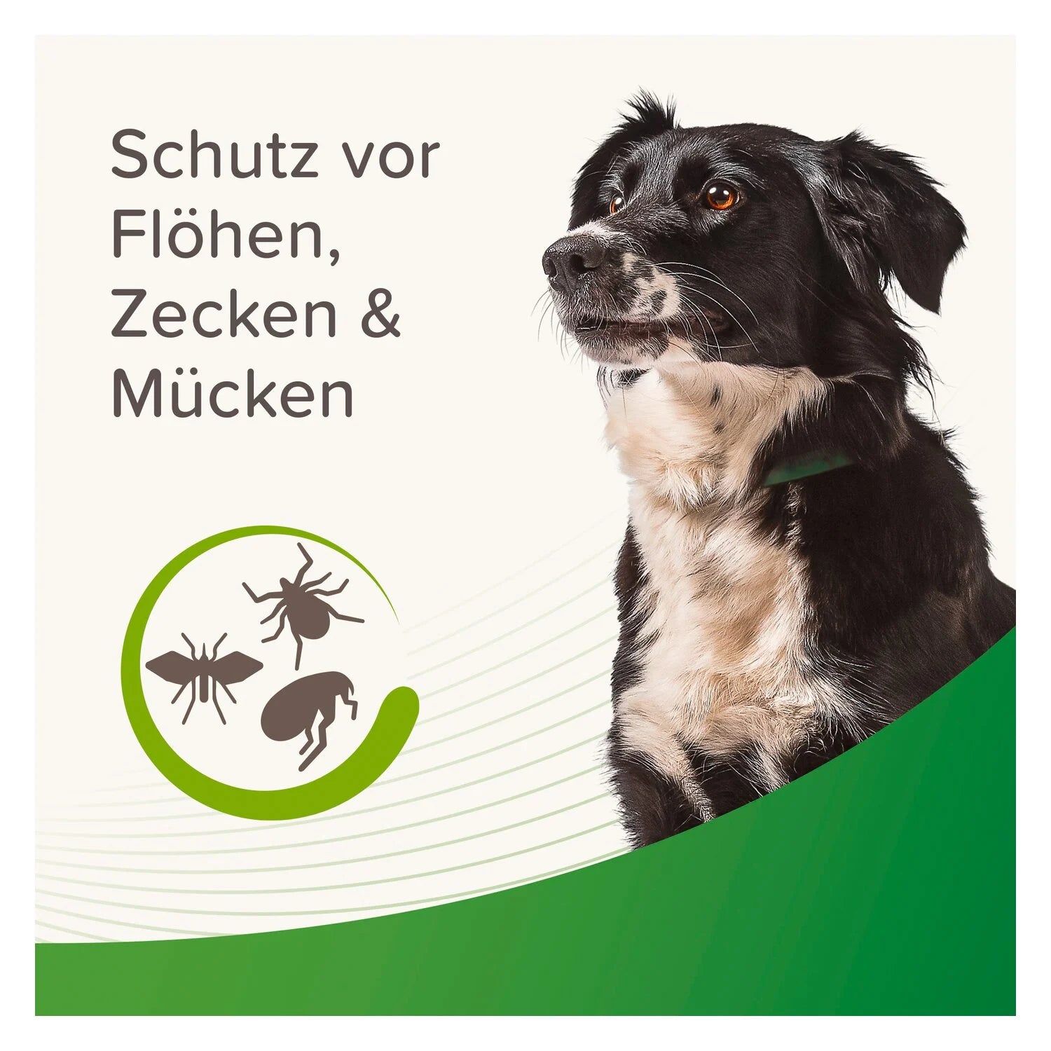 Beaphar Zecken- und Flohschutz Halsband für Hunde, für Tiere ab 12 Wochen geeignet 65cm, dunkelgrün