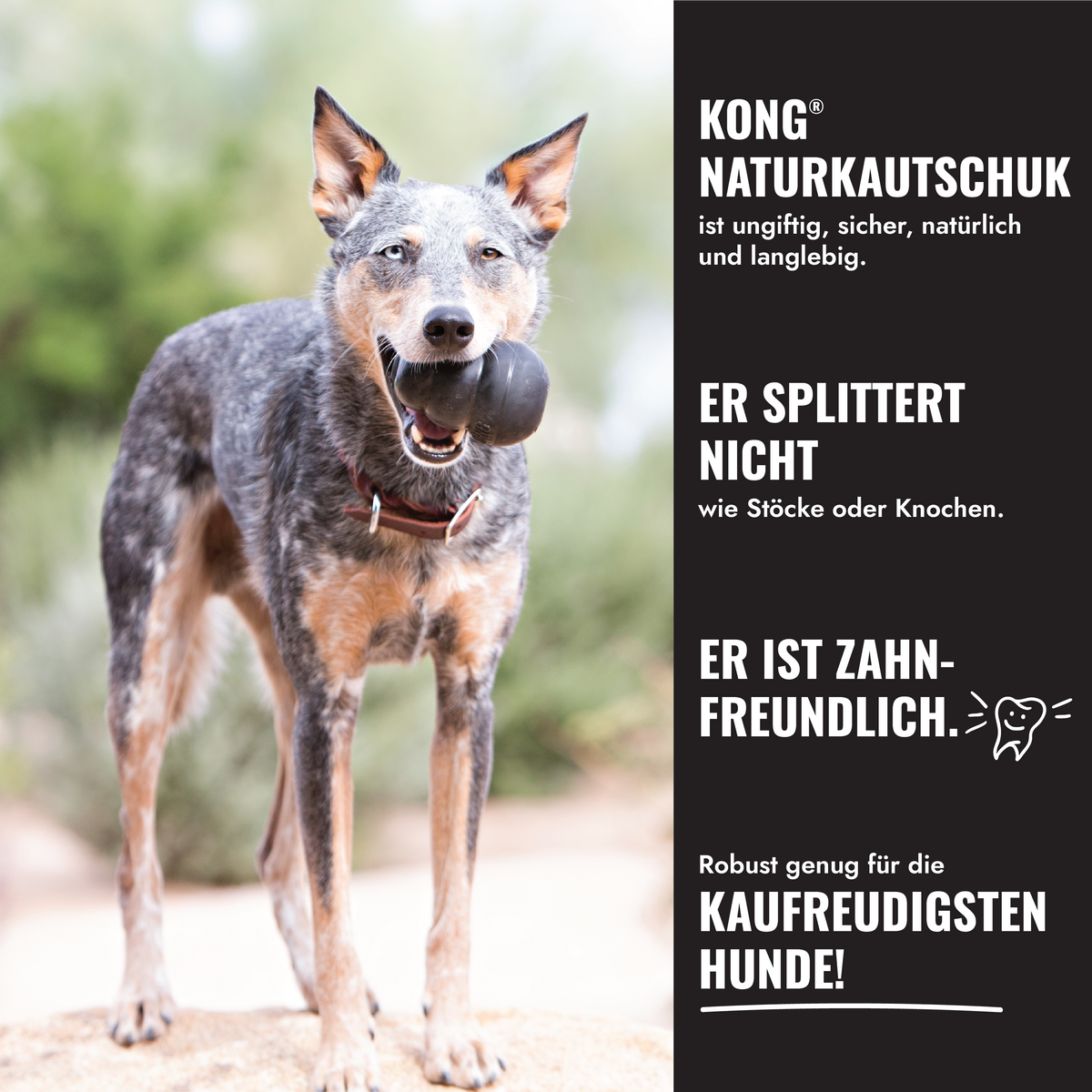 Coming soon - KONG Extreme – Hundespielzeug für starke Kauer