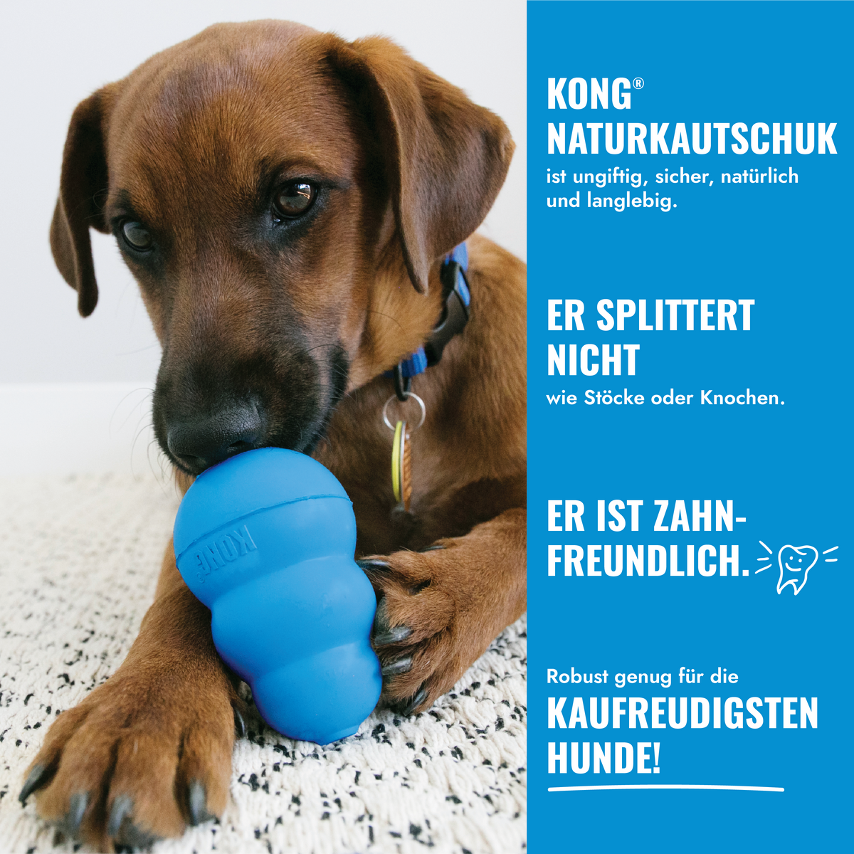 Coming Soon - KONG Puppy – Welpenspielzeug aus Naturkautschuk