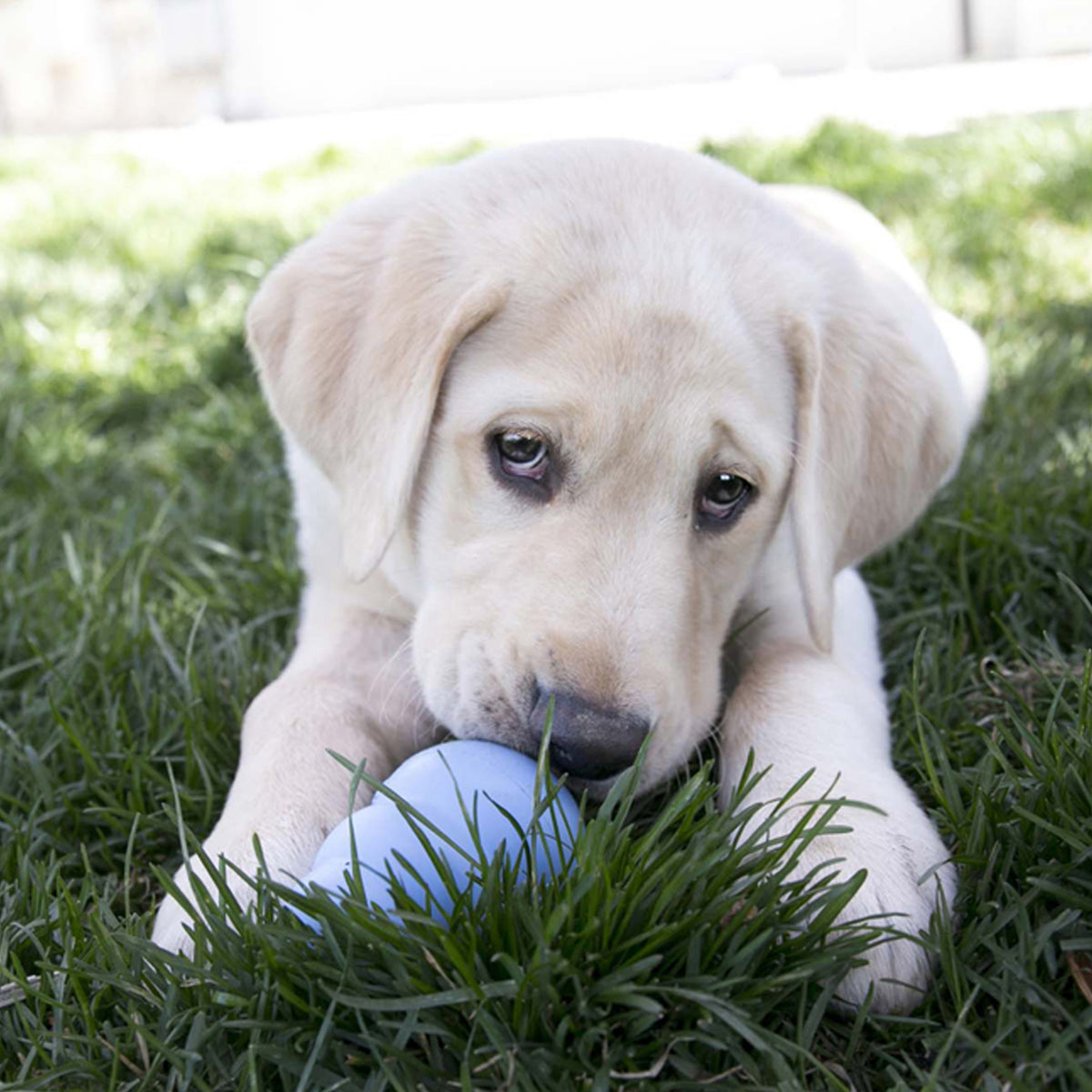 Coming Soon - KONG Puppy – Welpenspielzeug aus Naturkautschuk
