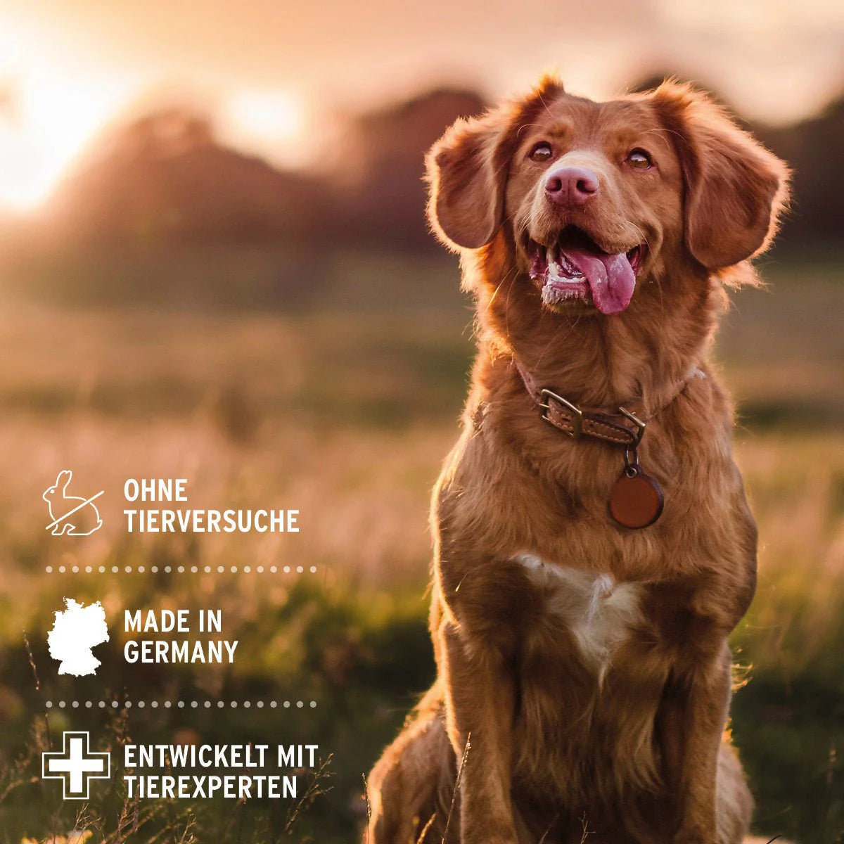 AniForte Pflegespray Kokos Natürliche Fellpflege für Hunde & Katzen