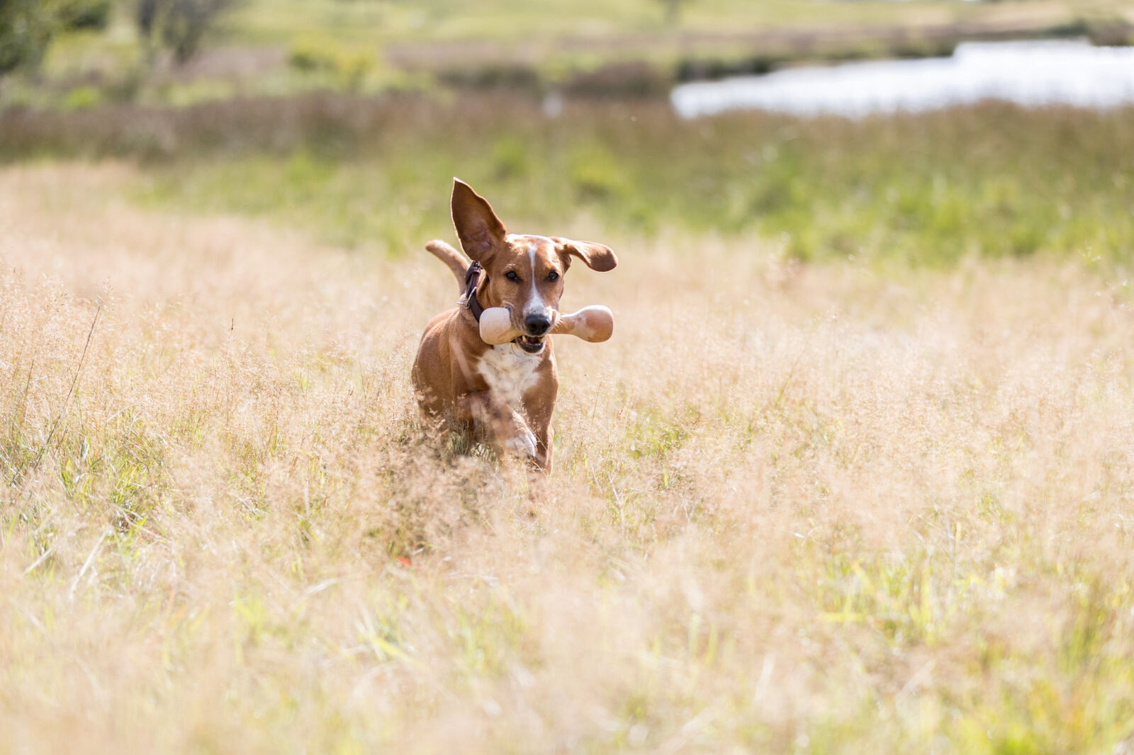Trixie Hund Training Holz zum Apportieren – rund & robust