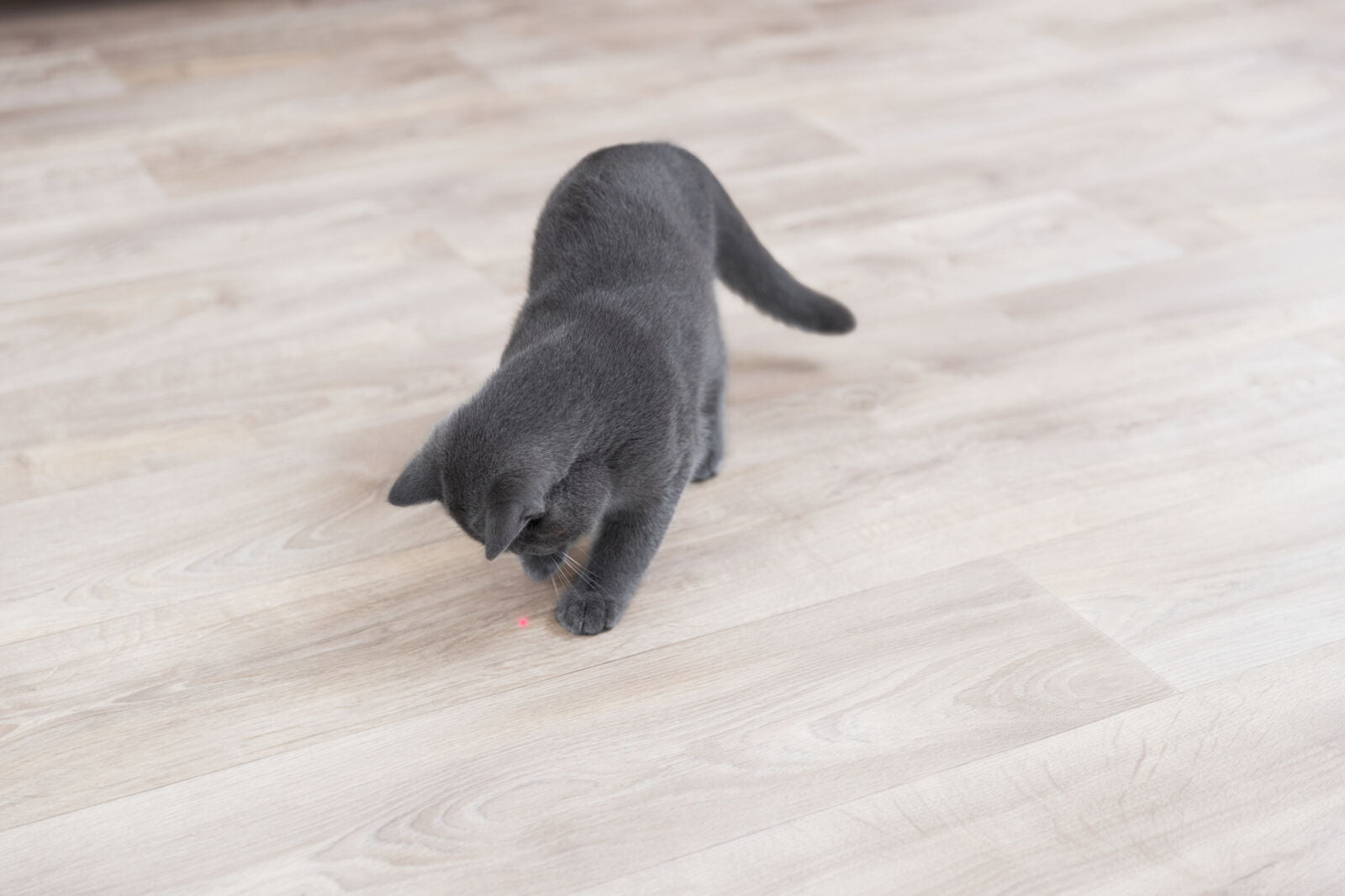 Trixie Laserpointer Moving Light Interaktives Katzenspielzeug – weckt den Jagdinstinkt
