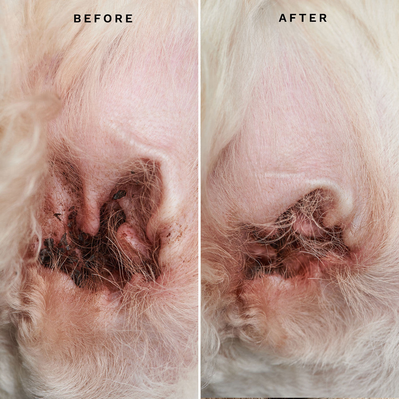 Eye Envy Ohrreiniger für Hunde & Katzen – sanfte Tiefenreinigung