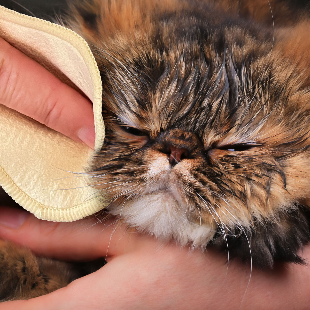 Eye Envy Pads – Anwendung an der Augenpartie bei der Katze