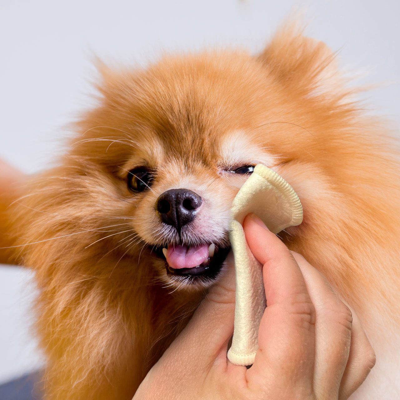 Eye Envy Pads – Anwendung an der Augenpartie beim Hund