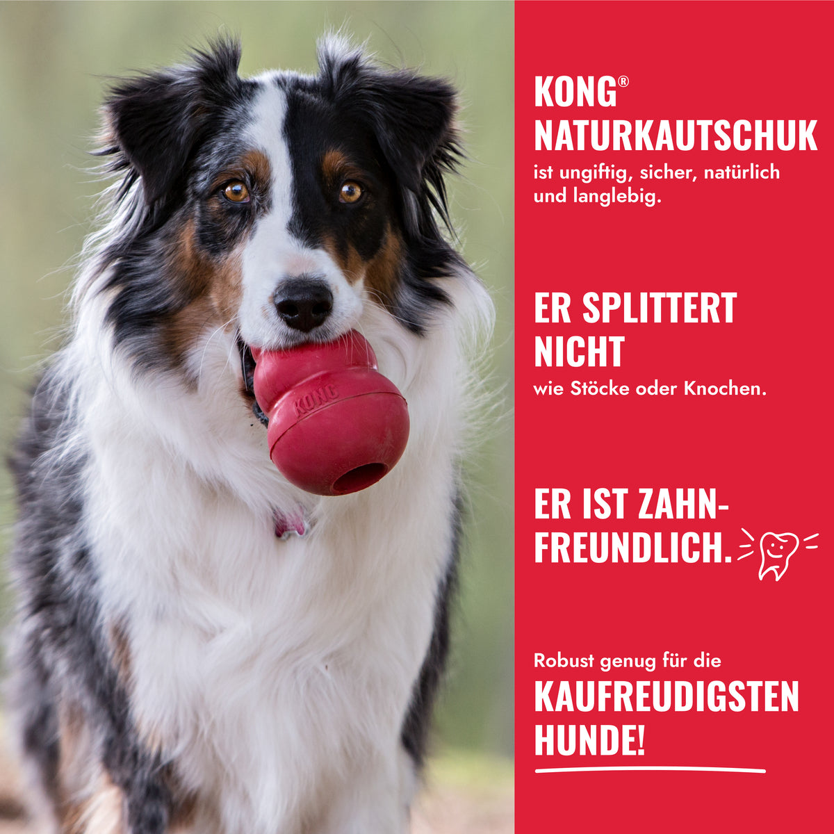 Coming soon - KONG Classic – Hundespielzeug aus Naturkautschuk