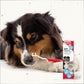 Beaphar Zahn-Pflege-Set Zahnpasta und Bürste, gründliche Reinigung von Hunde- und Katzenzähnen