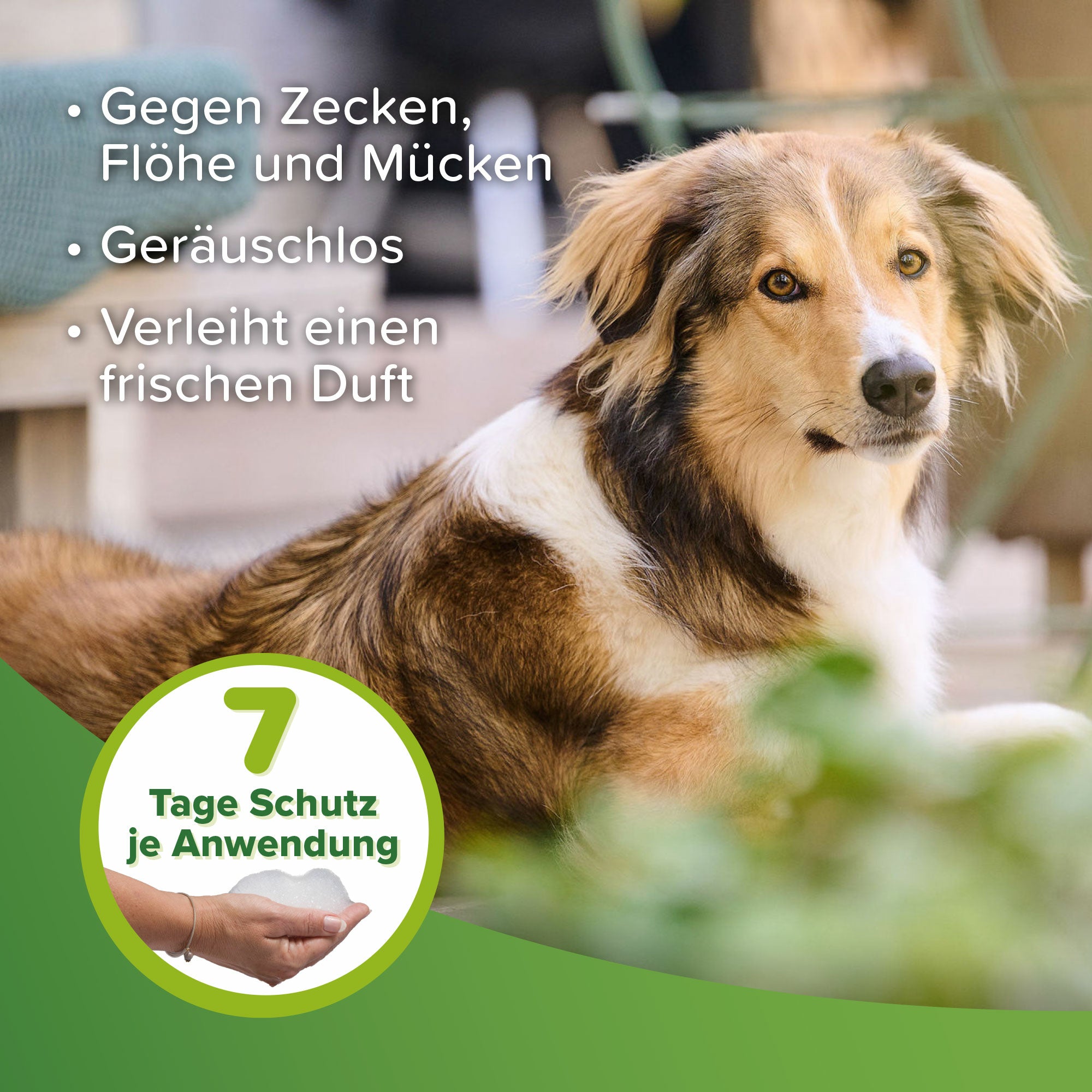 Beaphar Zecken- und Flohschutz Shampoo für Tiere ab 12 Wochen, hält Zecken, Flöhe und Mücken fern, 250ml