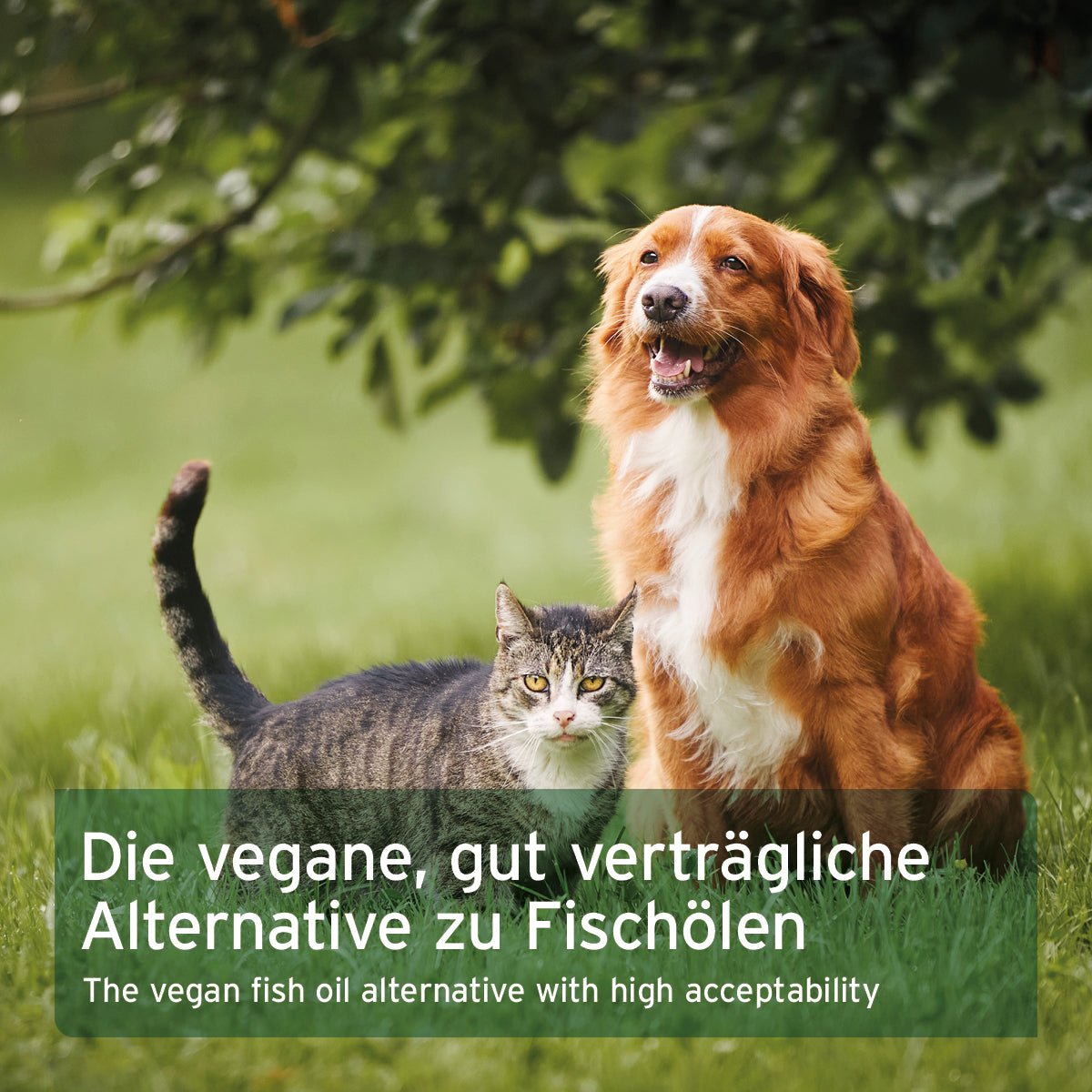 AniForte Algenöl Omega-3 für Haut & Stoffwechsel Vegan Hund, Katze, Pferd 50ml