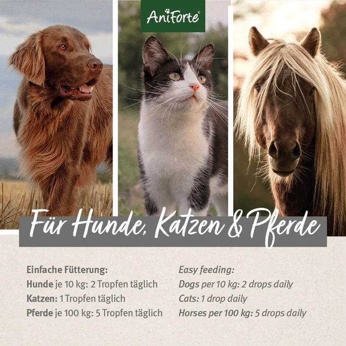 AniForte Algenöl - Veganes Omega-3 für Haut & Haar und zur Unterstützung des Stoffwechsels Hund, Katze, Pferd 50ml