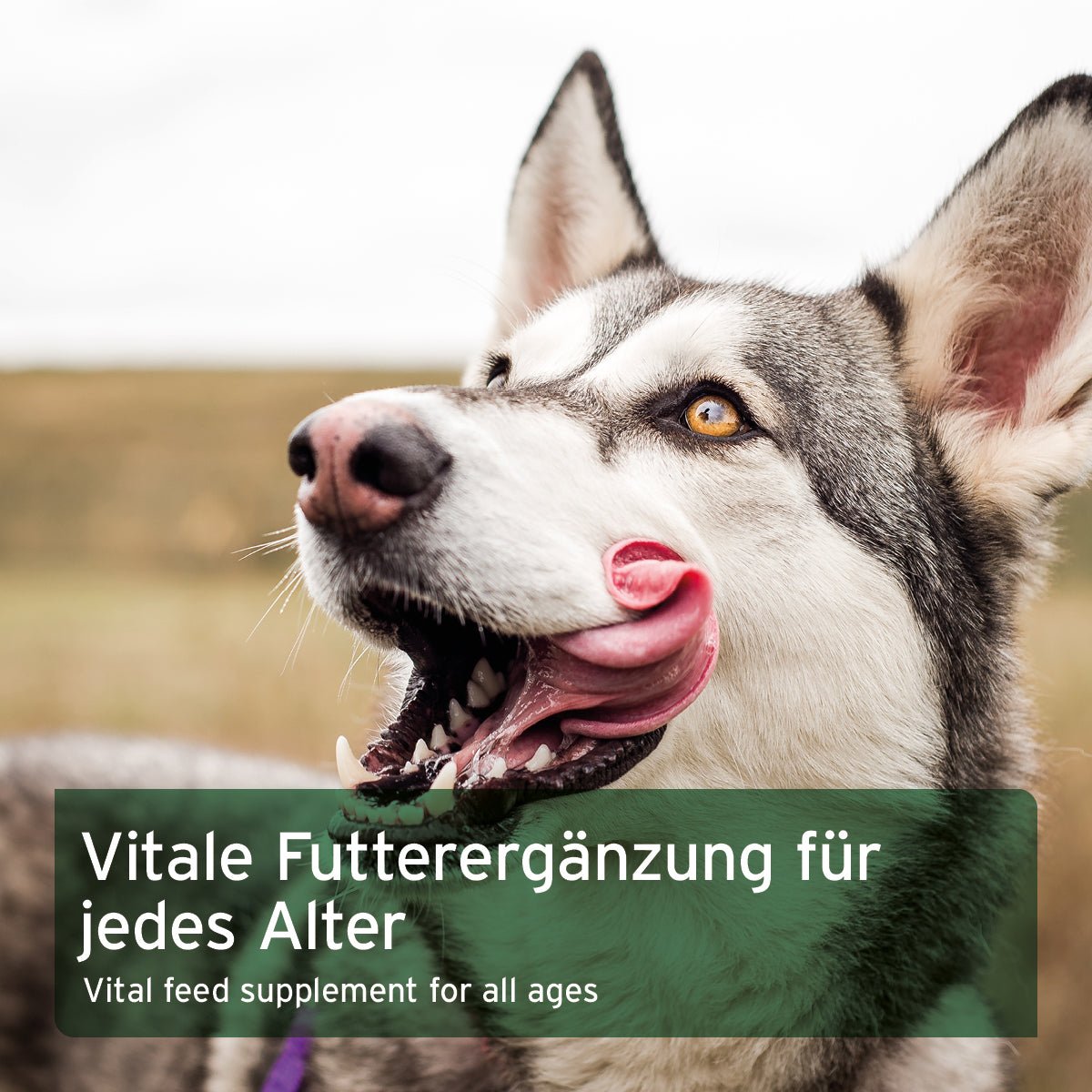 Aniforte BARF-Line Früchte & Gemüse mit Kräutern - Glutenfreie Flocken für Hunde