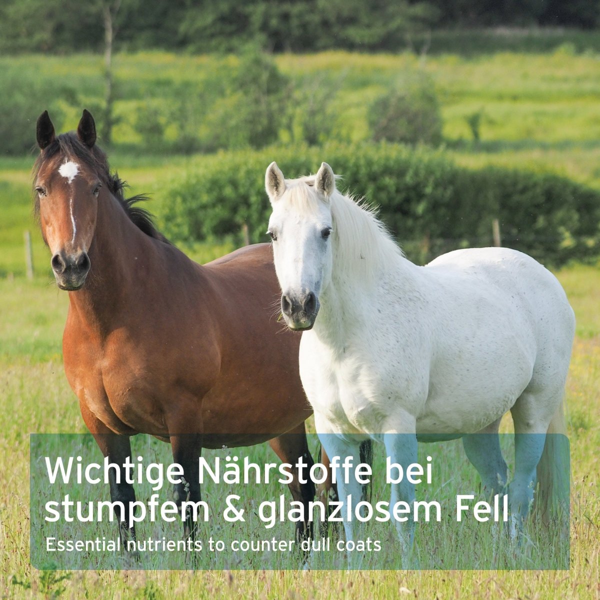 Aniforte Bierhefe BT Pulver Fellpflege & Verdauung für Pferde & Ponys