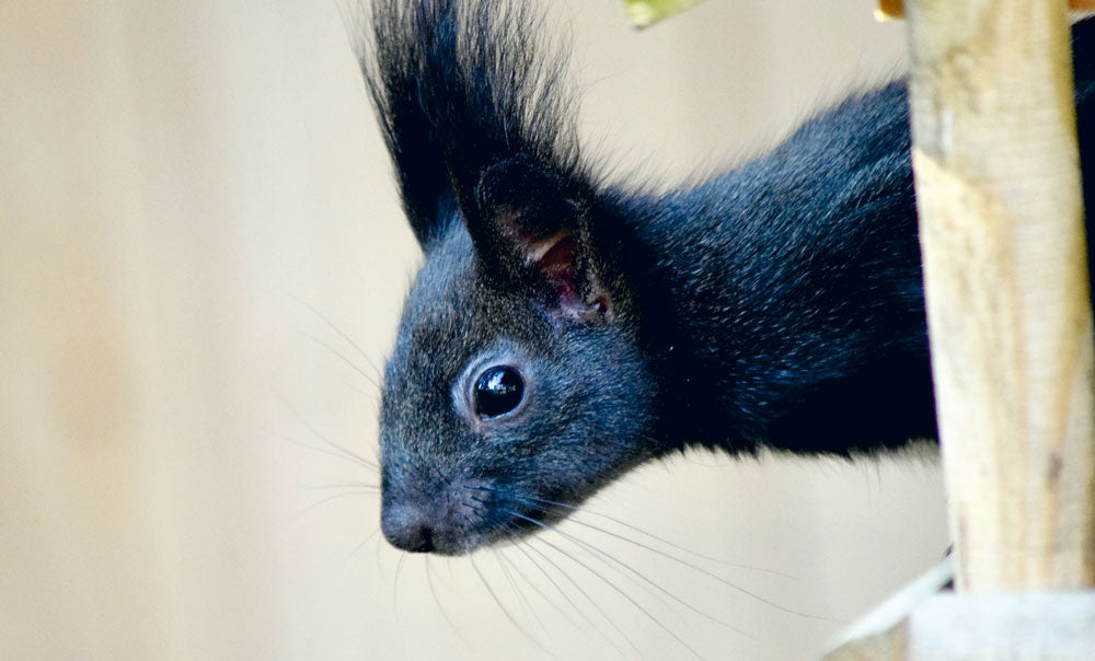 Eichhörnchen am Kobel