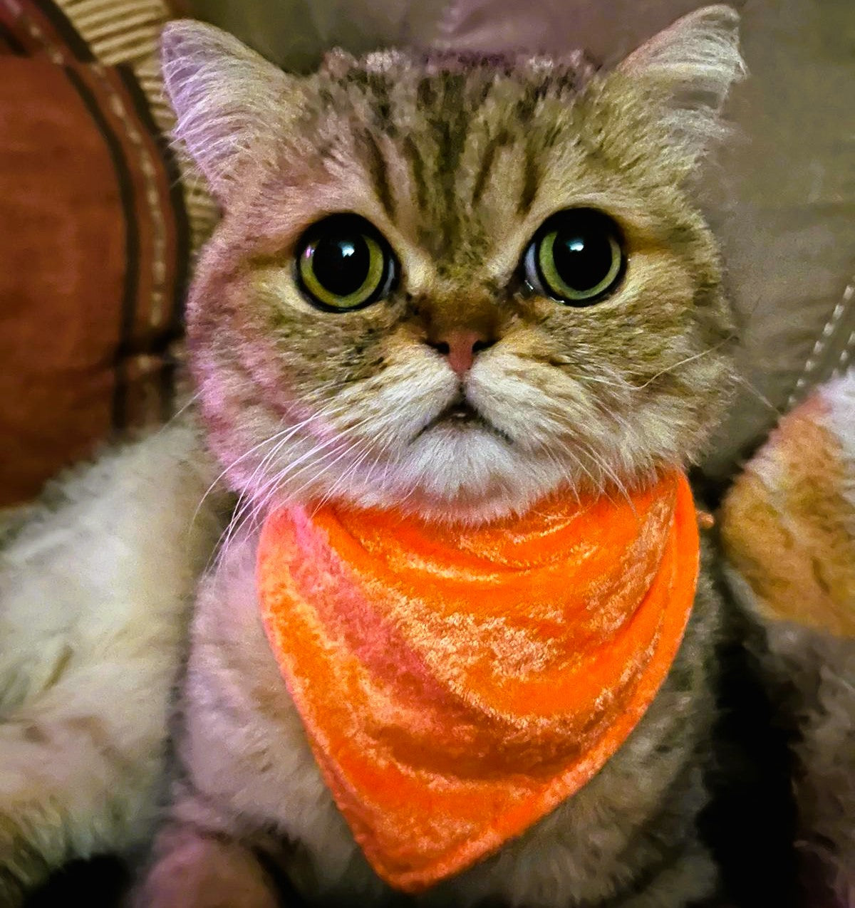 Welkas Halstuch, Dreiecktuch für kleine und mittelgroße Hunde und Katzen aus  Pannesamt, uni