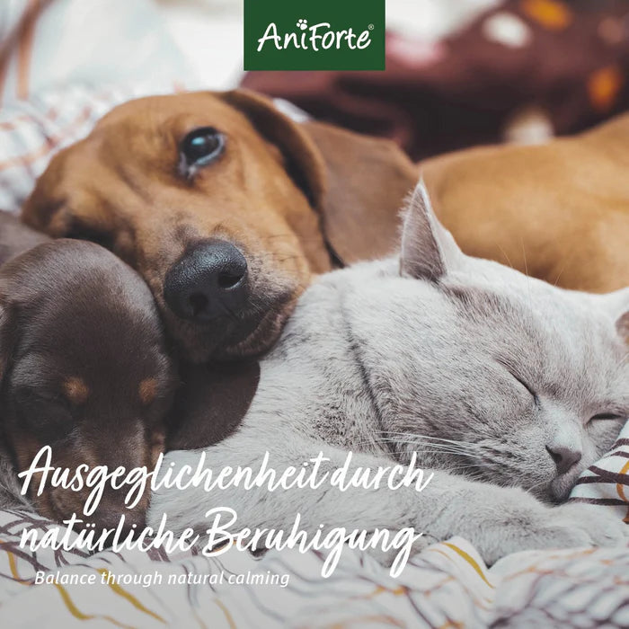 AniForte Bachblüten Gewitter & Silvester, pflanzliche Globuli nach alter traditioneller Rezeptur 15g